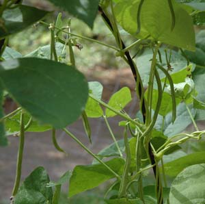 green beans green beans